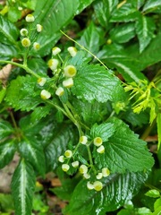 Dichrocephala integrifolia