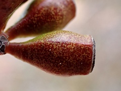 Eucalyptus calycogona