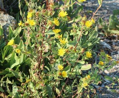 Grindelia integrifolia