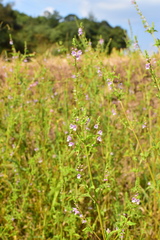 Mosla dianthera