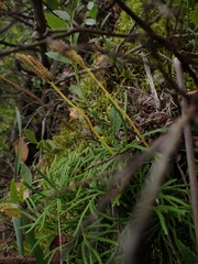 Diphasiastrum complanatum