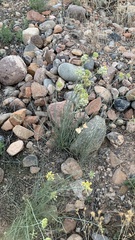 Asclepias subulata