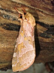 Sthenopis purpurascens