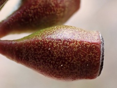 Eucalyptus calycogona