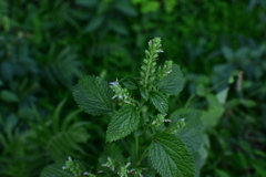 Teucrium viscidum
