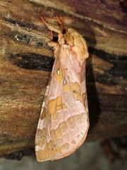 Sthenopis purpurascens