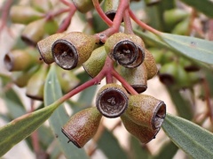 Eucalyptus calycogona