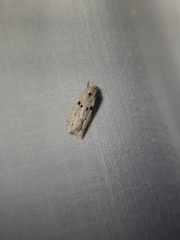 Scythropiodes issikii