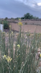 Asclepias subulata