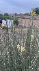 Asclepias subulata