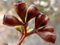 Eucalyptus calycogona