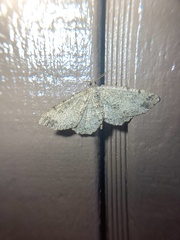 Melanolophia