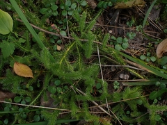 Lycopodium clavatum