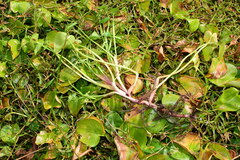 Pontederia vaginalis