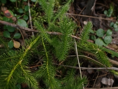 Lycopodium clavatum