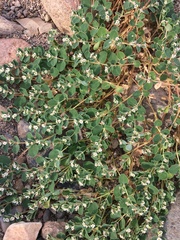 Euphorbia albomarginata