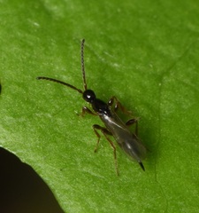 Proctotrupidae