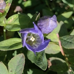 Gentiana sceptrum