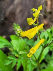 Corydalis pallida