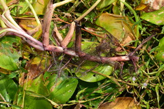Pontederia vaginalis