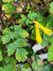 Corydalis pallida