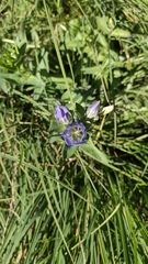Gentiana sceptrum