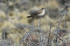 Upucerthia dumetaria