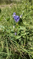 Gentiana sceptrum
