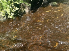 Oncorhynchus gorbuscha