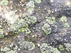 Phaeophyscia