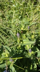 Gentiana sceptrum