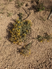 Heterotheca villosa