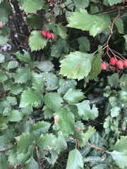 Crataegus chrysocarpa