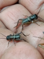 Teleogryllus emma