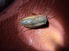 Homoeogamia mexicana