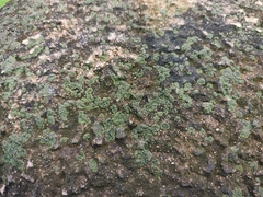 Phaeophyscia