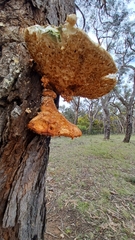 Laetiporus portentosus