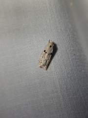 Scythropiodes issikii