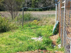 Egretta novaehollandiae