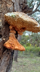 Laetiporus portentosus