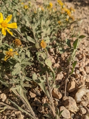 Heterotheca villosa