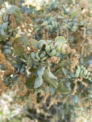 Atriplex lentiformis