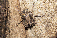 Stephanopis altifrons