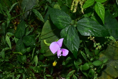 Vigna vexillata