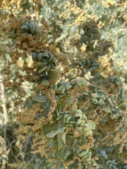 Atriplex lentiformis