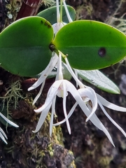 Dendrobium aemulum