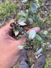 Pycnanthemum incanum