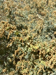 Atriplex lentiformis