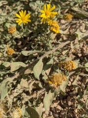Heterotheca villosa