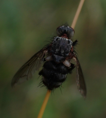 Entomophthorales